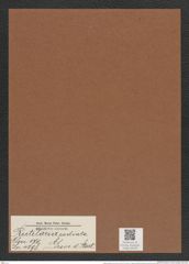Rutilaria radiata Grove et Sturt. (de-Toni-Nr.: Genus 170, Species 4298) Zeichnungen Sammlung Grunow Mappe 04276 (Herbarium_W_Grunow_drawings_Folder_04276)